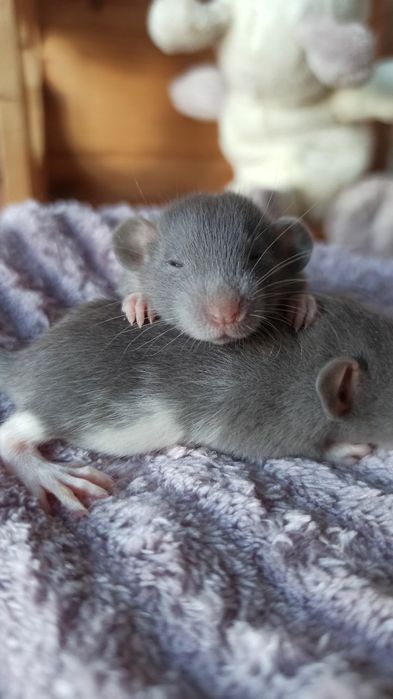 Криси дамбо, голубі дівчатка