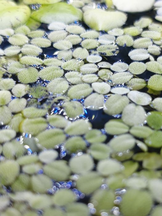 Salvinia Auriculata Minima – Planta Flutuante para Aquário
