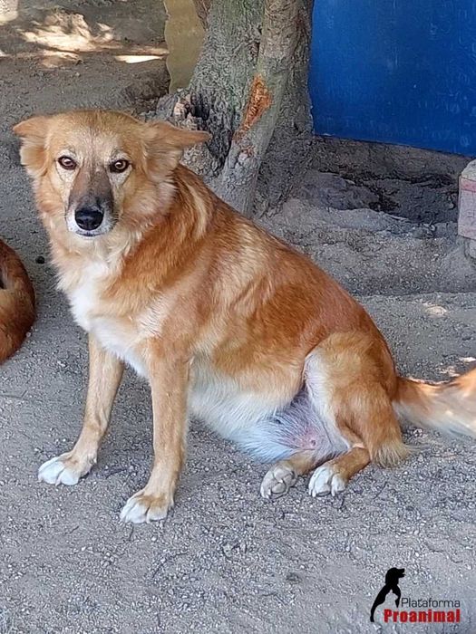 ZUCA - Cadelinha Sénior para Adoção!