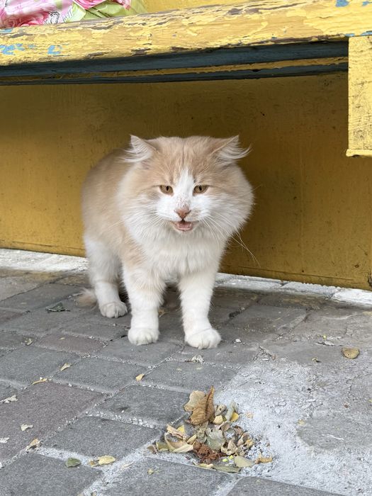 бездомный котик ищет семью