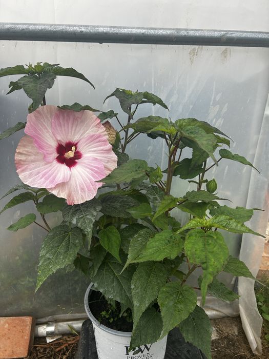 Hibiskus bagienny