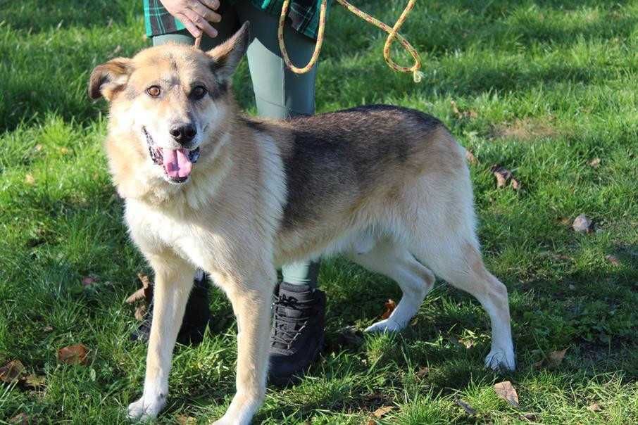 097128 Ralf do adopcji