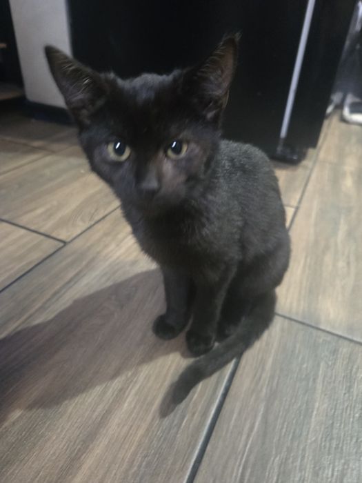 Oddam kotka w dobre ręce