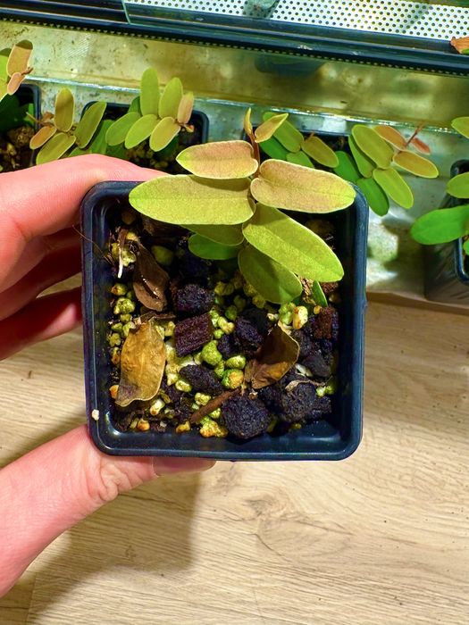 Marcgravia sp. roslina do terrarium tropikalnego (pnącze)