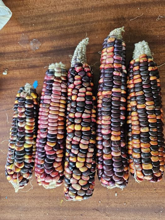 Кукурудза кольорова червона