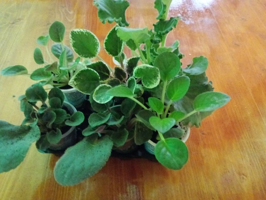 Продам набір з 4 фіалок .