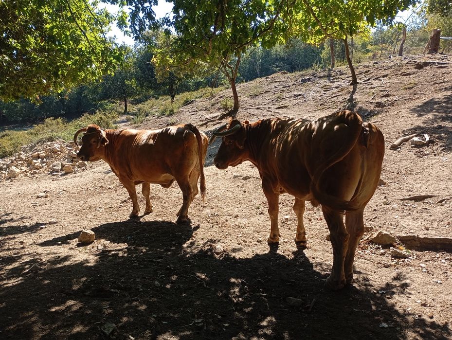 Vendo vacas minhotas