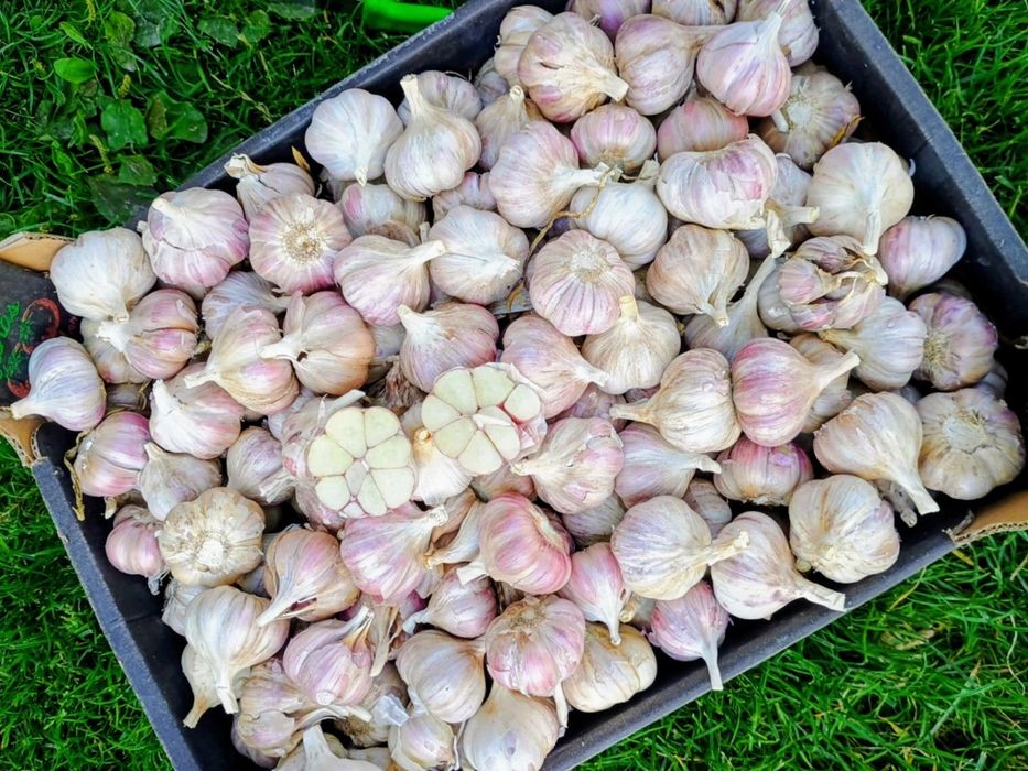 Czosnek harnaś przemysłowy 5 kg