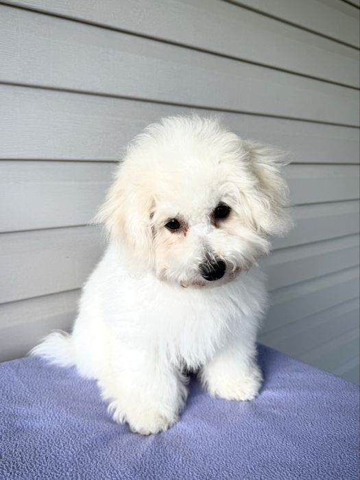 ТЕРМІНОВО Цуценята Бішон фрізе КСУ FCI 10 міс