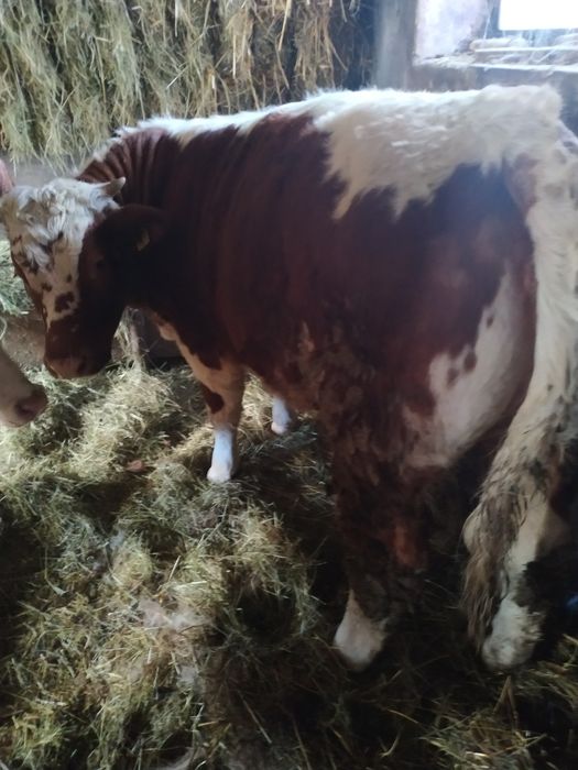 Jałówka białogrzbiet