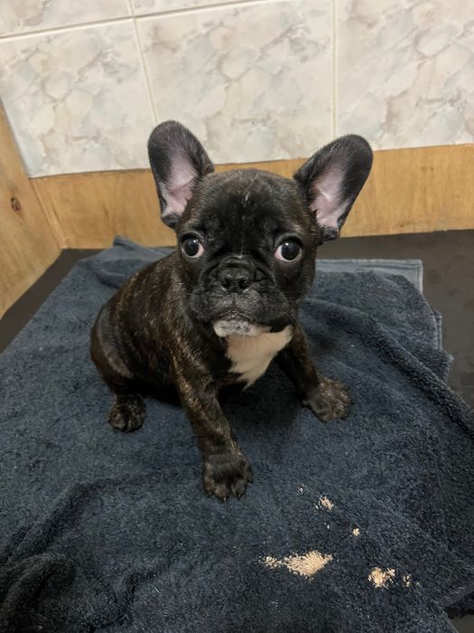Buldogue francês fêmea