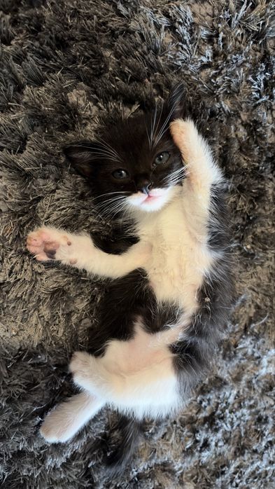 Dou gato e gata