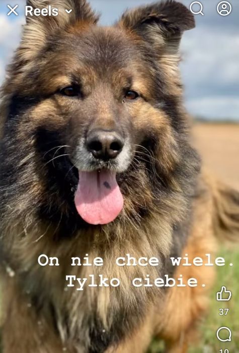 AZAR psi anioł czeka na Dom Gniezno • OLX.pl