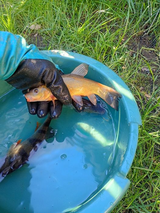 Amur narybek/kroczek. Karp , Tołpyga , Jesiotr , Okoń.