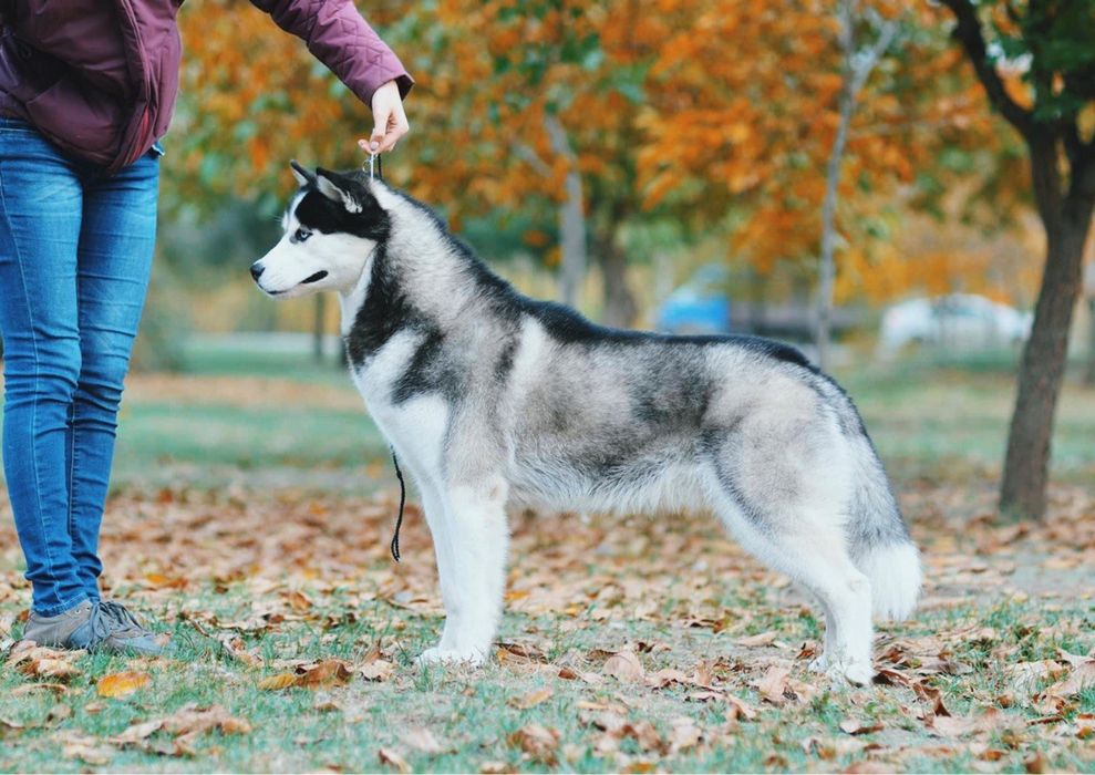 Щенки сибирский хаски.  КСУ