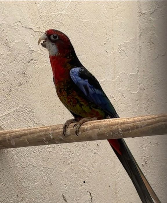 Casais de roselas e roselas sem casal