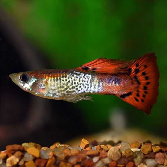 GB Gupik Endlera Cobra RED - dowóz ryb!