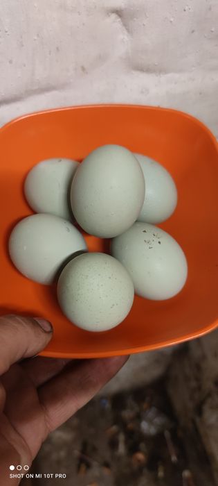 інкубаційне яйце