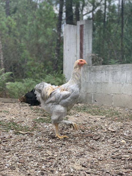 Ovos Brahma isabella