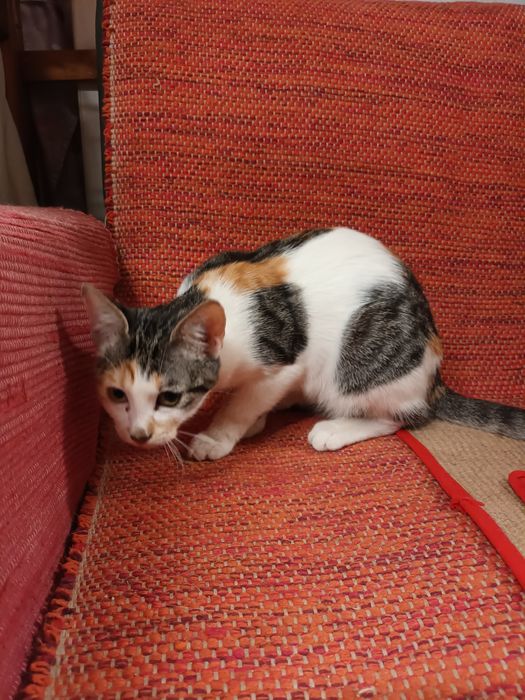 Gatinhas de 4 meses para adopção conjunta