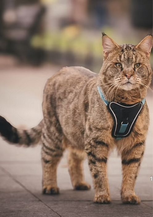 Камышовый кот, 4 года