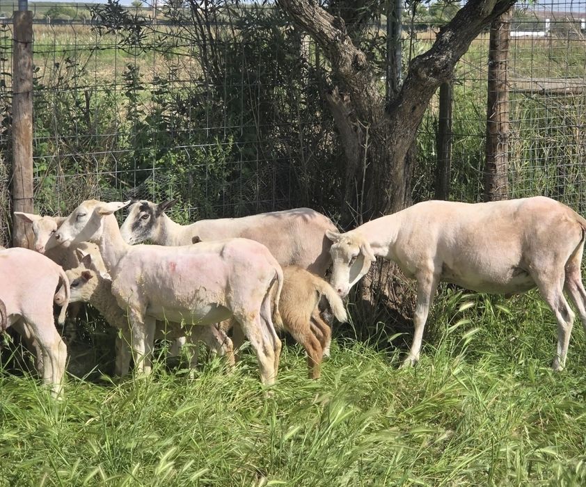 10 Ovelhas Inra 401