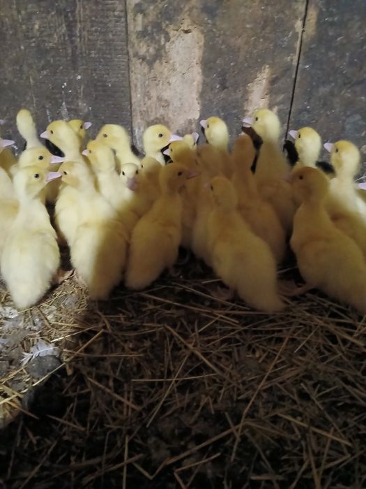 Інкубаційне яйце мускусних качок німецької лінії