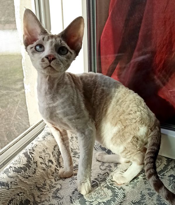 Котик девон рекс