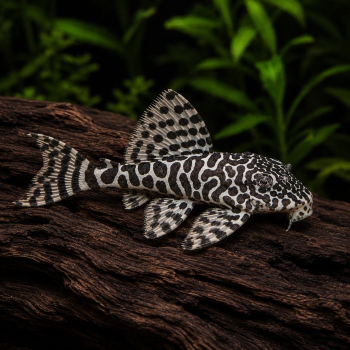 Peckoltia compta L134 DOROSŁE - Aqua-Tech