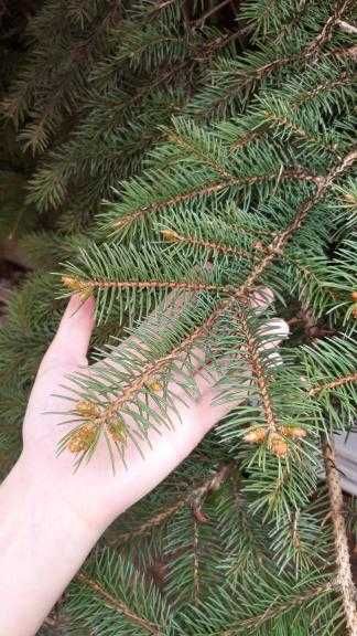 Ялина зелена, колюча, 7 метрів, біля Львова