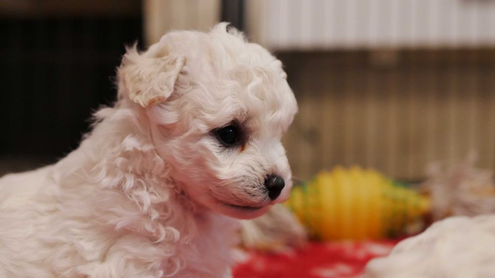 Wyjątkowy  chłopczyk  Bichon Frise ZKwP/FCI