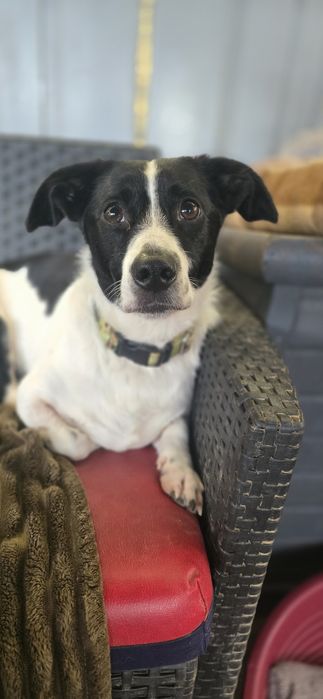 Do Adopcji samiec 2lata 10kg