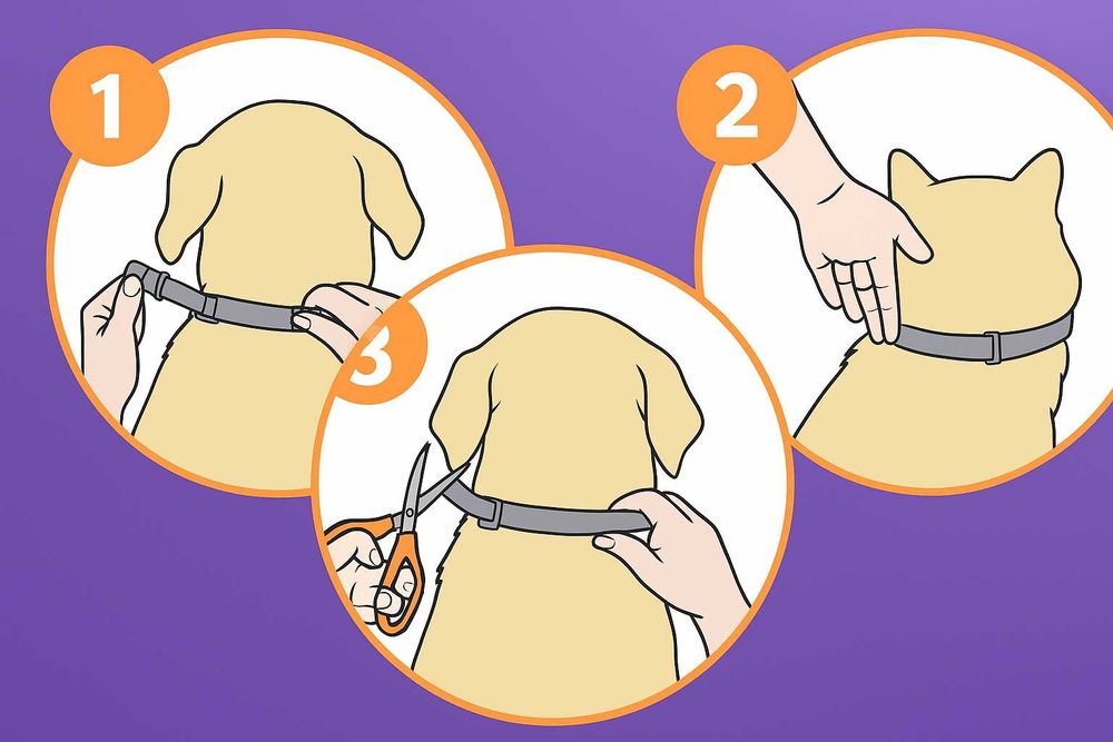 Obroża Dla Kota Uspokajająca Feromonowa Antystresowa 38 Cm Fioletowa