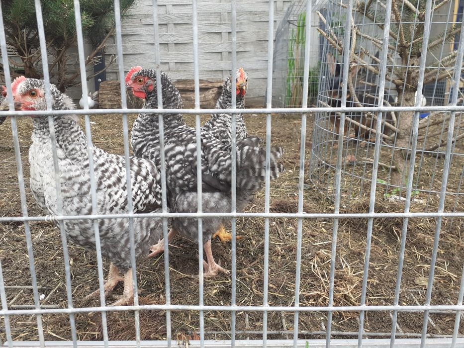 siatka fi 1,4mm,oko 19/19mm hodowlana ocynk,papugi,gołębie