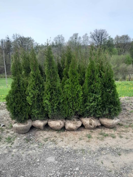 Tuje żywopłotowe Szmaragd, Braband, Plicata  Kórnik, Aureospicata