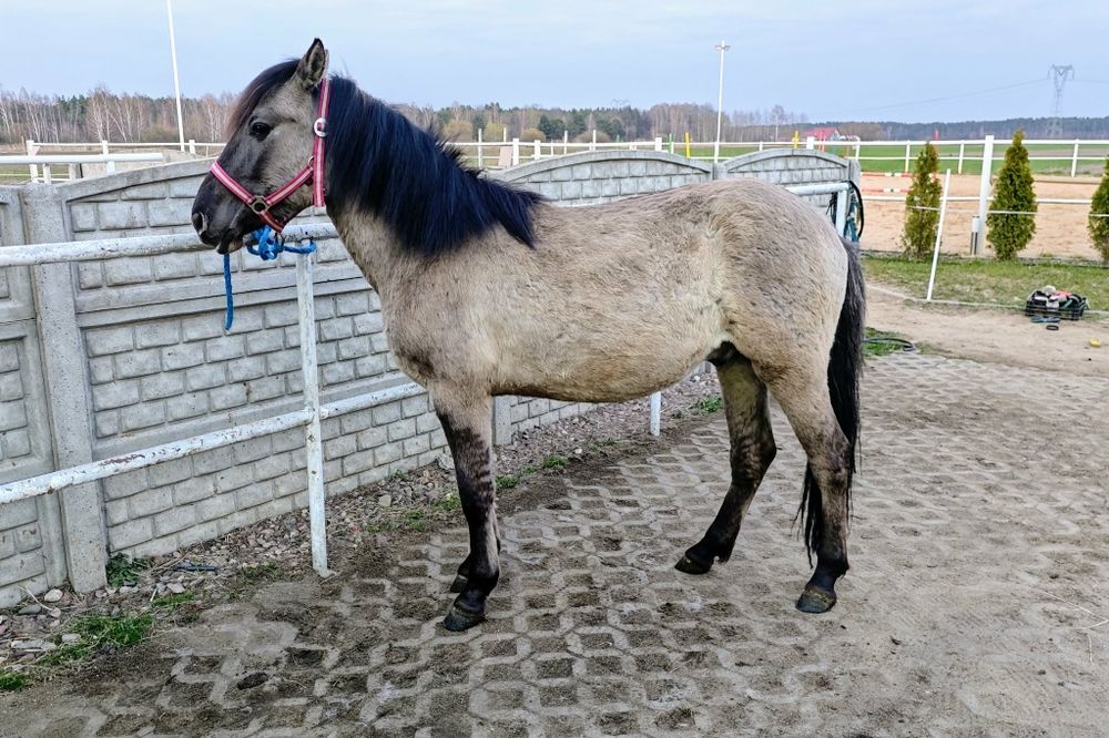 REZERWACJA Wałach konik polski 2 lata WYSOKI wychowany z dziećmi
