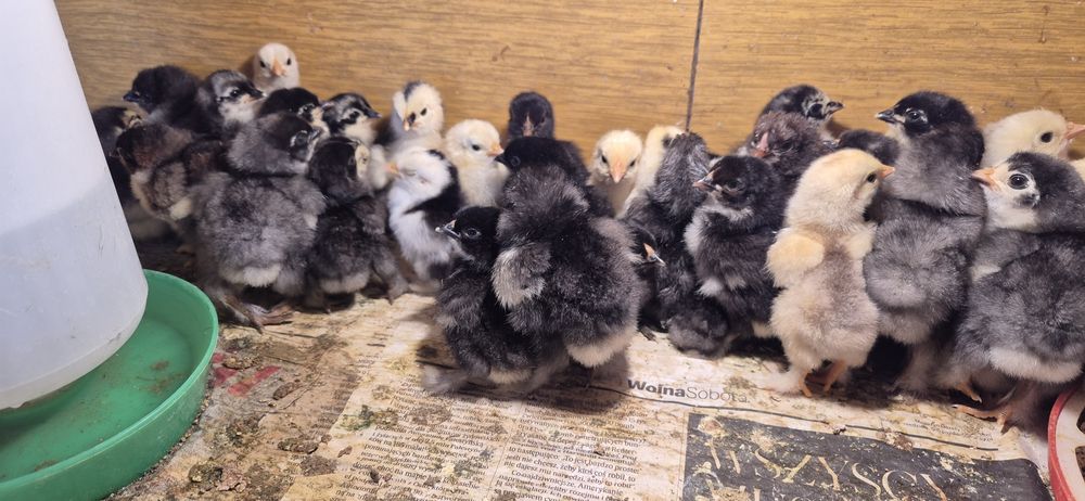 Pisklęta brahma, kochin miniaturowy.