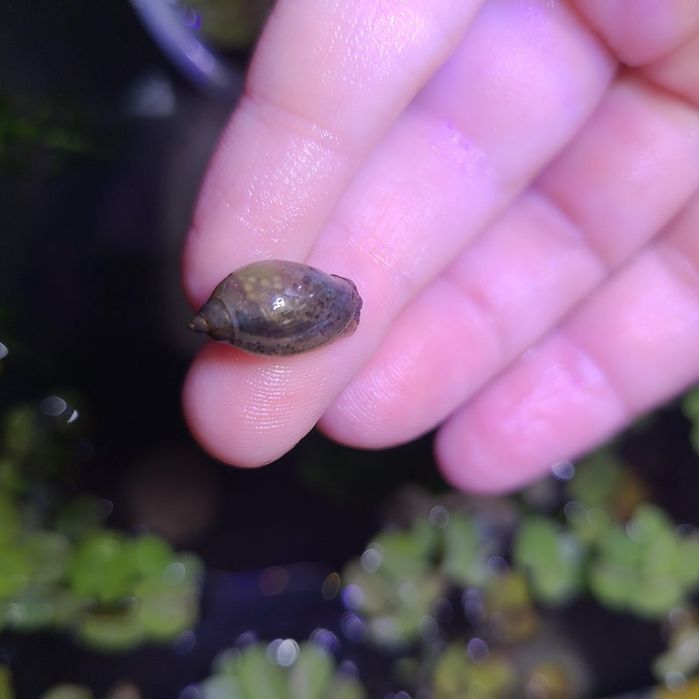 Vendo caracois physa (aquario)