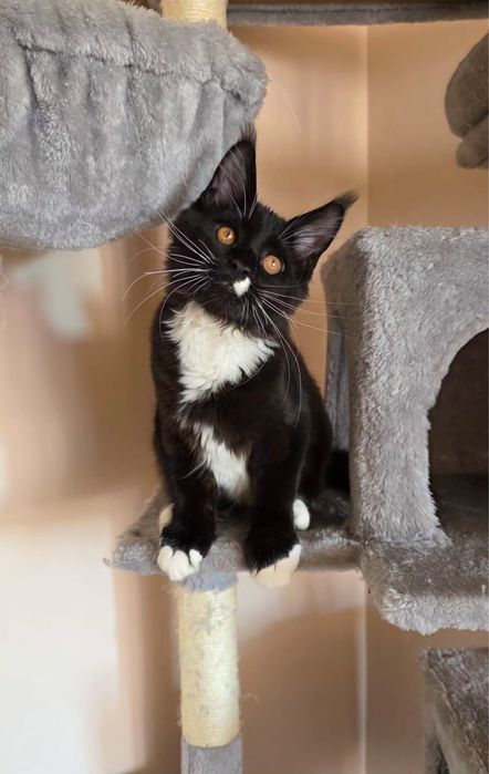 Kotka Bicolor Maine Coon