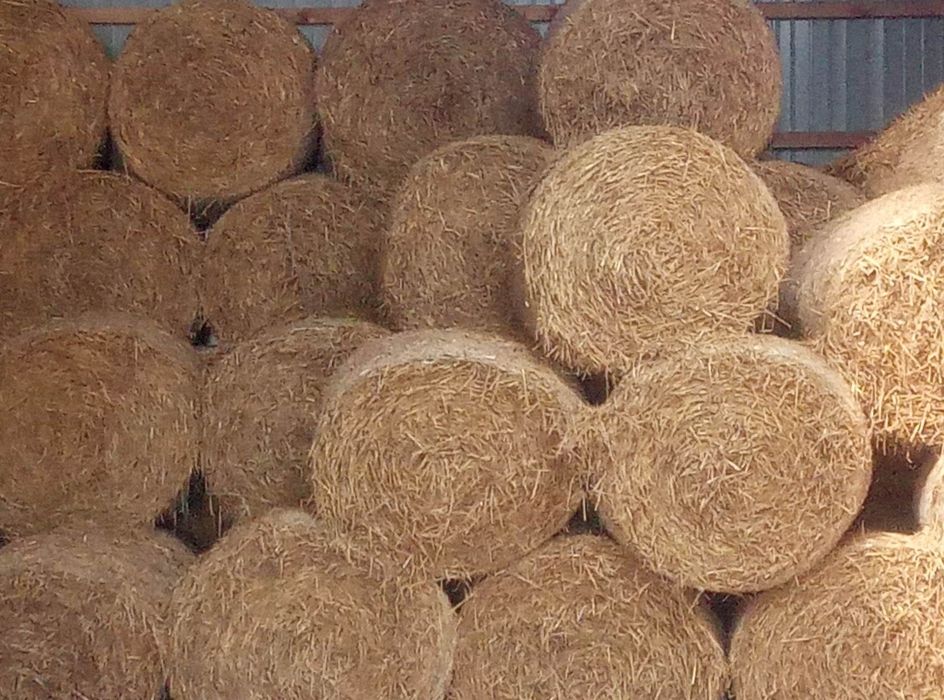Słoma do koni bydła krów koni  bele baloty 120 cm