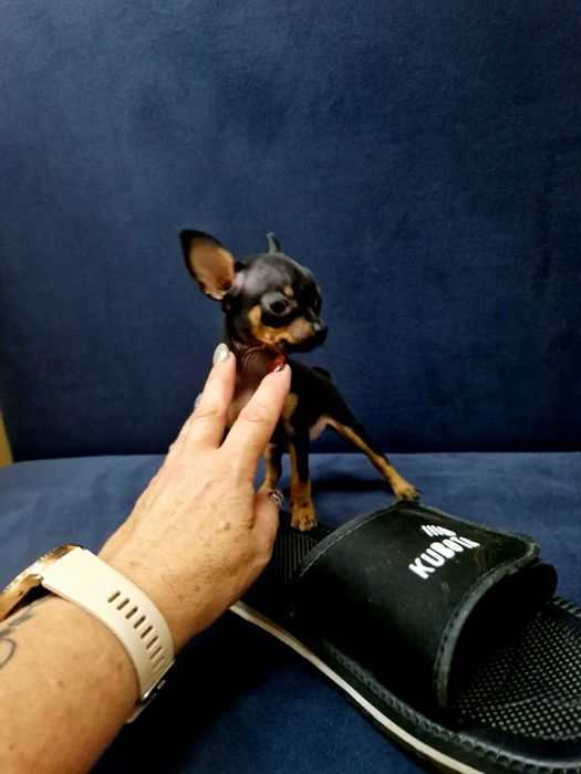 Kochana kieszonkowa maleńka  suczka pinczerek