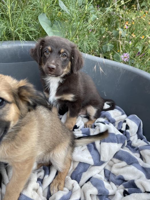 Віддам безкоштовно щенят