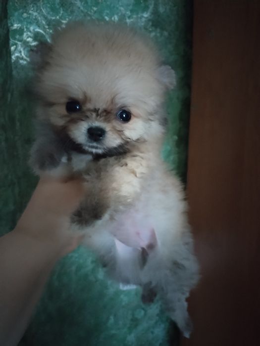 Померанцы шпиц выбор