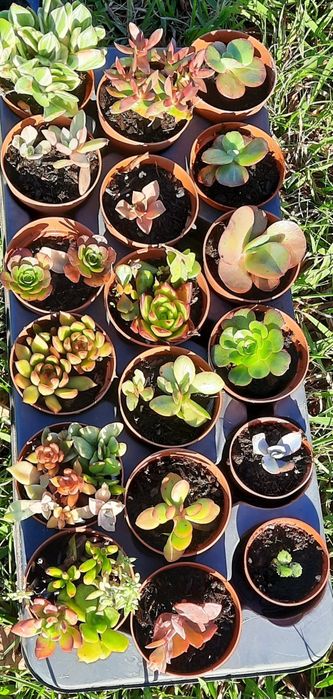 VASOS Suculentas reprodução caseira adaptadas ao tempo.