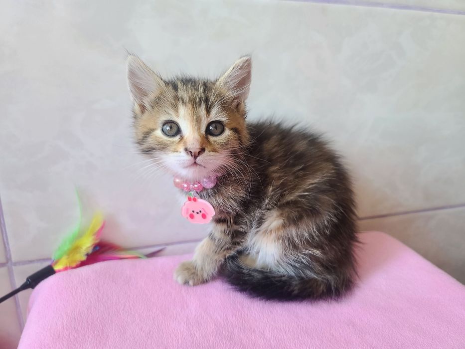 Кото-дитина в мріях про сім'ю, кішка Міра, 2м, кіт, кішка