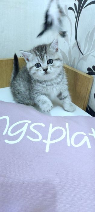 Шикарний шиншиловий котик ,серебряна шиншилаис