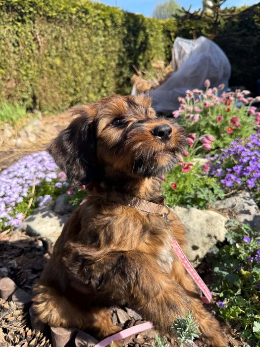 owczarek francuski Briard  FCI szczenię