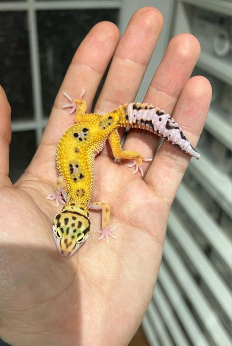 Gekon lamparci jungle tangerine