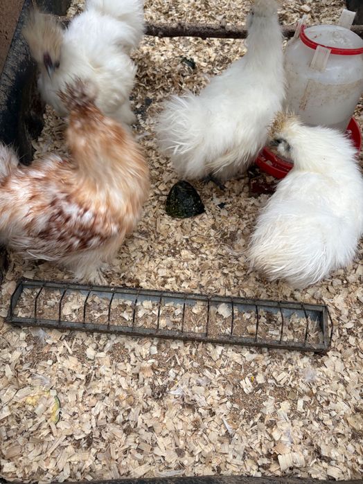 Silki w różnym wieku