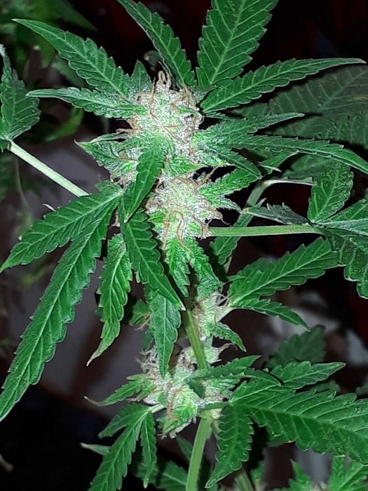 Susz Konopny Lilac Diesel 15g Marihuana CBC THC CBL CBN Susz Roślinny